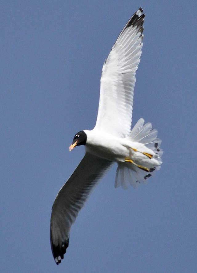 pallas gull breeding plumage flying